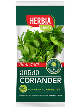 Coriander